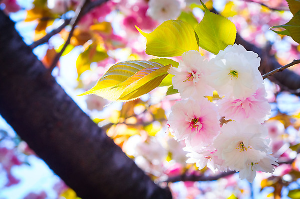 포토 JPG 주간 꽃 여러송이 나뭇잎 풍경 근접촬영 사람없음 야외 아웃포커스 나뭇가지 국내포토 자연요소 나무 식물 뷰포인트 다수 잎 촬영기법 파일형식