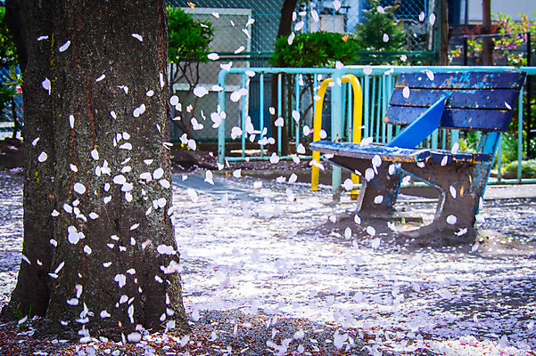 포토 JPG 주간 나무 공원 꽃잎 벤치 풍경 사람없음 야외 봄풍경 봄 벚꽃 낙화 흩날리기 국내포토 자연요소 식물 계절 공공시설 꽃 의자 모션 파일형식