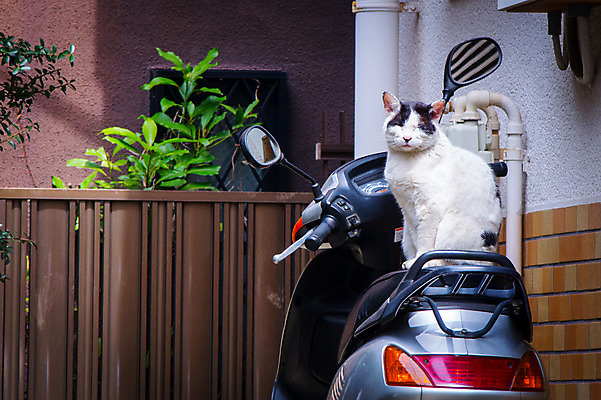 포토 JPG 주간 동물 한마리 주택 사람없음 야외 반려동물 고양이 스쿠터 골목길 주택가 길고양이 동물라이프 반려 국내포토 자연요소 1 라이프스타일 길 포유류 건물 오토바이 파일형식