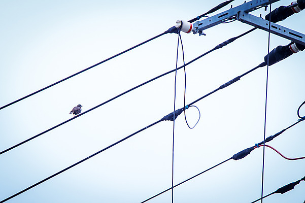 포토 JPG 주간 한마리 로우앵글 하늘 풍경 사람없음 야외 전선 참새 국내포토 자연요소 1 뷰포인트 조류 파일형식
