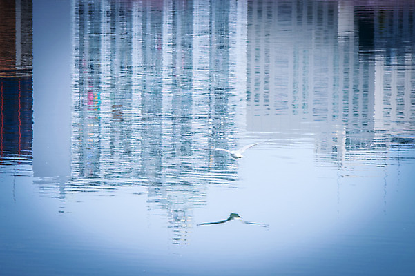 포토 JPG 주간 바다 갈매기 물그림자 풍경 빌딩 사람없음 야외 반사 국내포토 자연요소 조류 그림자 건물 파일형식