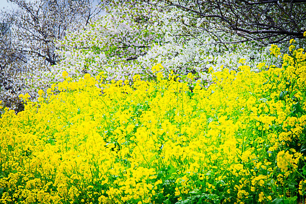 포토 JPG 주간 나무 꽃 여러송이 꽃밭 사람없음 야외 노란색 봄 유채 국내포토 자연요소 식물 계절 컬러 다수 파일형식