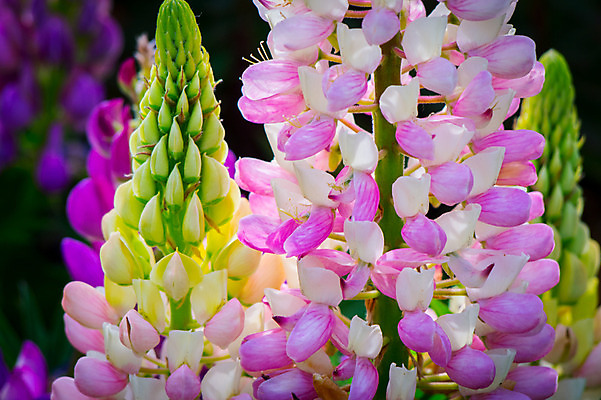 포토 JPG 주간 꽃 여러송이 꽃밭 근접촬영 사람없음 야외 아웃포커스 국내포토 자연요소 식물 뷰포인트 다수 촬영기법 파일형식