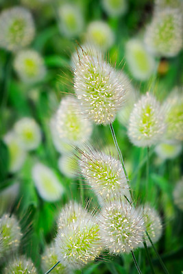 포토 JPG 주간 자연 근접촬영 초원 사람없음 야외 아웃포커스 강아지풀 국내포토 자연요소 식물 뷰포인트 촬영기법 생태계 한해살이풀 파일형식