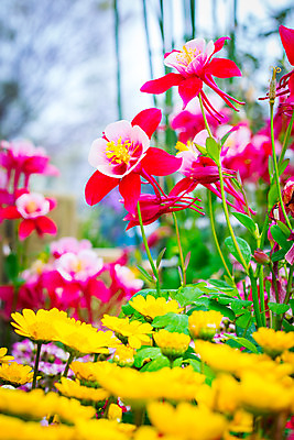 포토 JPG 주간 꽃 여러송이 꽃밭 근접촬영 사람없음 야외 아웃포커스 컬러풀 국내포토 자연요소 식물 뷰포인트 컬러 다수 촬영기법 파일형식