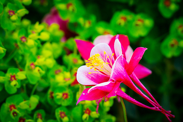 포토 JPG 주간 꽃 분홍색 근접촬영 사람없음 야외 아웃포커스 국내포토 자연요소 식물 뷰포인트 컬러 촬영기법 파일형식