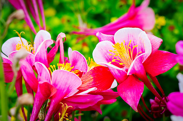 포토 JPG 주간 꽃 분홍색 여러송이 꽃밭 근접촬영 사람없음 야외 아웃포커스 꽃술_꽃 국내포토 자연요소 식물 뷰포인트 컬러 다수 촬영기법 파일형식