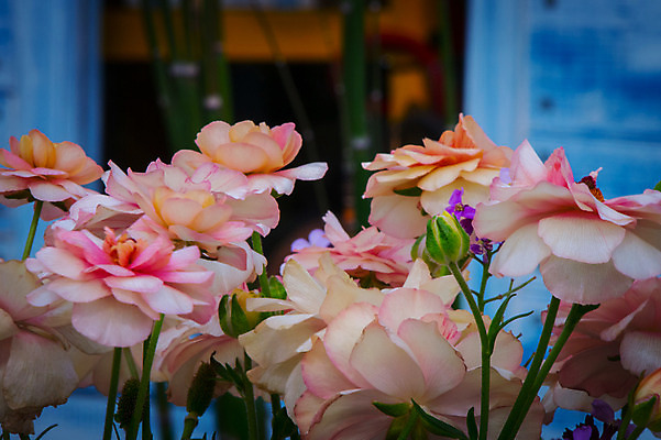 포토 JPG 주간 꽃 여러송이 근접촬영 사람없음 야외 아웃포커스 화단 국내포토 자연요소 식물 뷰포인트 다수 촬영기법 파일형식