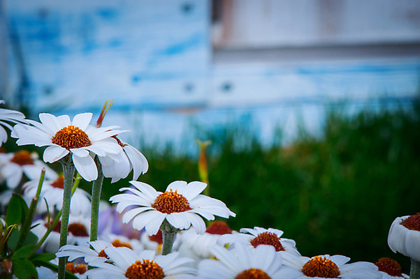 포토 JPG 주간 꽃 여러송이 꽃밭 근접촬영 사람없음 야외 아웃포커스 국내포토 자연요소 식물 뷰포인트 다수 촬영기법 파일형식