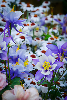 포토 JPG 주간 꽃 여러송이 꽃밭 근접촬영 사람없음 야외 아웃포커스 컬러풀 국내포토 자연요소 식물 뷰포인트 컬러 다수 촬영기법 파일형식