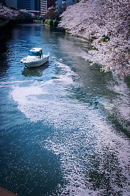 포토 JPG 주간 해외풍경 꽃 풍경 빌딩 사람없음 야외 강 일본 봄 벚꽃 도시 보트 수로 국내포토 자연요소 식물 해외 계절 아시아 배_교통 건물 파일형식