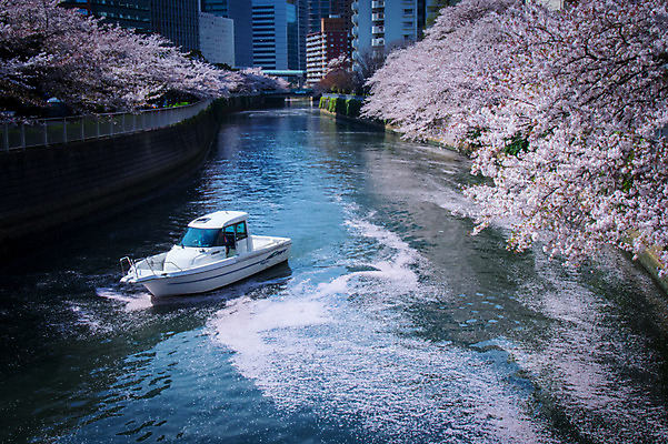 포토 JPG 주간 해외풍경 꽃 풍경 빌딩 사람없음 야외 강 일본 봄 벚꽃 도시 보트 수로 국내포토 자연요소 식물 해외 계절 아시아 배_교통 건물 파일형식