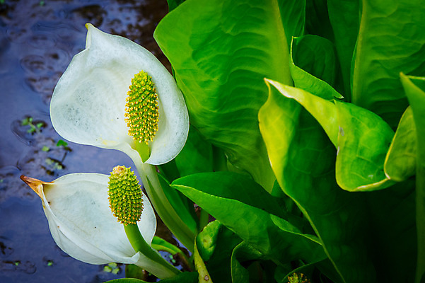 포토 JPG 주간 꽃 잎 근접촬영 사람없음 야외 화단 국내포토 자연요소 식물 뷰포인트 파일형식