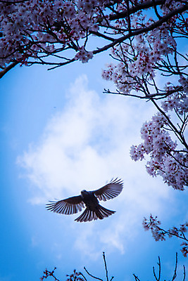 포토 JPG 주간 구름 한마리 꽃 자연 조류 하늘 풍경 사람없음 야외 봄 벚꽃 나뭇가지 날갯짓 국내포토 자연요소 나무 식물 동물 1 계절 생태계 파일형식