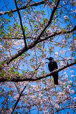 포토 JPG 주간 나무 한마리 꽃 자연 하늘 풍경 사람없음 야외 봄 벚꽃 나뭇가지 벚나무 까마귀 국내포토 자연요소 식물 1 계절 조류 생태계 파일형식