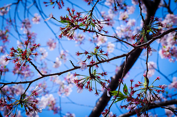 포토 JPG 주간 꽃 로우앵글 자연 풍경 근접촬영 사람없음 야외 아웃포커스 봄 벚꽃 나뭇가지 벚나무 국내포토 자연요소 나무 식물 계절 뷰포인트 촬영기법 생태계 파일형식