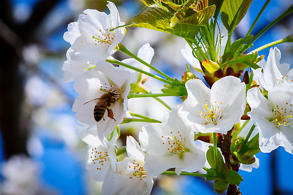 포토 JPG 주간 한마리 꽃 자연 나뭇잎 근접촬영 사람없음 야외 아웃포커스 꿀벌 국내포토 자연요소 식물 1 뷰포인트 잎 촬영기법 벌_곤충 생태계 파일형식