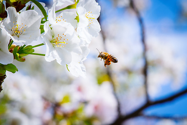 포토 JPG 주간 한마리 꽃 자연 근접촬영 사람없음 야외 아웃포커스 나뭇가지 꿀벌 국내포토 자연요소 나무 식물 1 뷰포인트 촬영기법 벌_곤충 생태계 파일형식