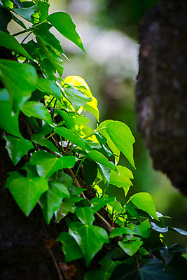 포토 JPG 주간 나무 잎 나뭇잎 사람없음 야외 아웃포커스 덩굴 숲속 국내포토 자연요소 식물 촬영기법 숲 파일형식