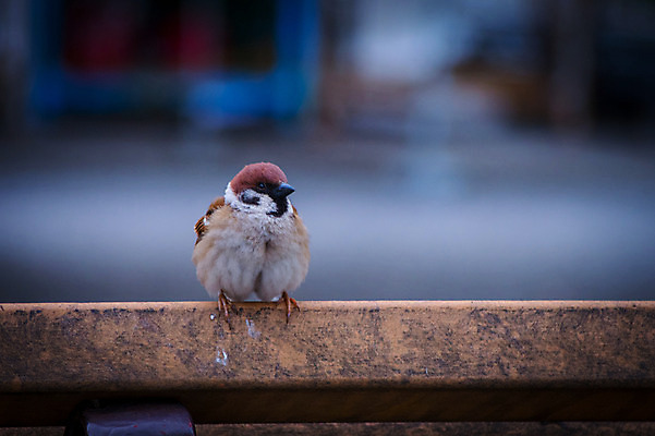포토 JPG 주간 동물 한마리 난간 사람없음 야외 아웃포커스 도시 참새 국내포토 자연요소 1 조류 촬영기법 파일형식