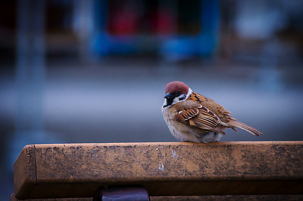 포토 JPG 주간 동물 한마리 난간 사람없음 야외 아웃포커스 도시 참새 국내포토 자연요소 1 조류 촬영기법 파일형식