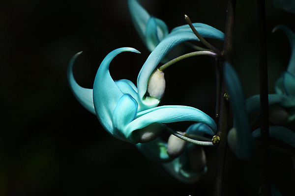 포토 JPG 주간 식물 꽃 자연 검은배경 근접촬영 사람없음 야외 아웃포커스 제이드바인 국내포토 자연요소 뷰포인트 백그라운드 촬영기법 검은색 생태계 파일형식