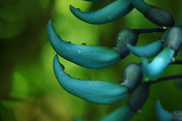 포토 JPG 주간 식물 꽃 자연 근접촬영 사람없음 야외 아웃포커스 물방울 제이드바인 국내포토 자연요소 뷰포인트 촬영기법 생태계 파일형식