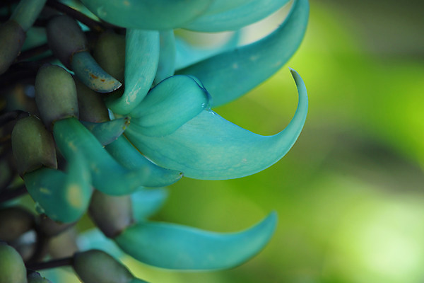 포토 JPG 주간 식물 꽃 자연 근접촬영 사람없음 야외 아웃포커스 제이드바인 국내포토 자연요소 뷰포인트 촬영기법 생태계 파일형식