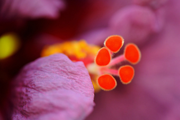 포토 JPG 주간 꽃 근접촬영 사람없음 야외 아웃포커스 꽃술_꽃 국내포토 자연요소 식물 뷰포인트 촬영기법 파일형식