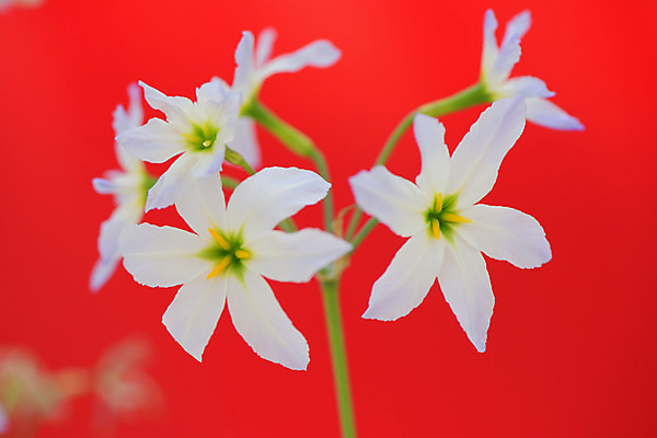포토 JPG 꽃 여러송이 근접촬영 사람없음 아웃포커스 흰색 국내포토 식물 뷰포인트 컬러 다수 촬영기법 파일형식