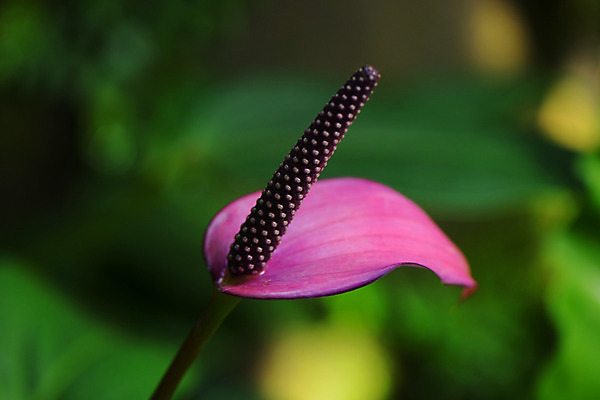 포토 JPG 주간 꽃 한송이 근접촬영 사람없음 야외 아웃포커스 국내포토 자연요소 식물 1 뷰포인트 촬영기법 송이 파일형식