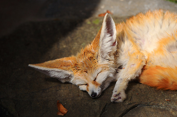 포토 JPG 주간 동물 한마리 야생동물 동물원 사람없음 야외 눕기 잠 여우 사막여우 국내포토 자연요소 1 포유류 모션 파일형식