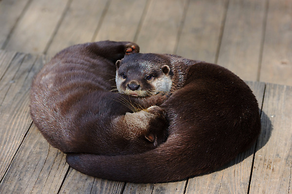 포토 JPG 주간 동물 야생동물 두마리 동물원 사람없음 야외 눕기 귀여움 수달 국내포토 자연요소 컨셉 2 모션 파일형식