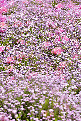 포토 JPG 주간 꽃 분홍색 여러송이 백그라운드 꽃밭 자연 풍경 사람없음 야외 아웃포커스 국내포토 자연요소 식물 컬러 다수 촬영기법 생태계 파일형식