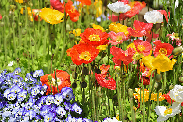 포토 JPG 주간 꽃 여러송이 꽃밭 자연 풍경 사람없음 야외 아웃포커스 컬러풀 양귀비 국내포토 자연요소 식물 컬러 다수 촬영기법 생태계 파일형식