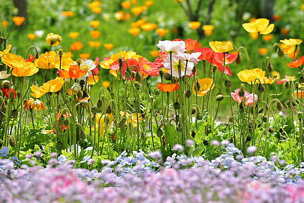 포토 JPG 주간 꽃 여러송이 꽃밭 자연 풍경 사람없음 야외 아웃포커스 컬러풀 양귀비 국내포토 자연요소 식물 컬러 다수 촬영기법 생태계 파일형식
