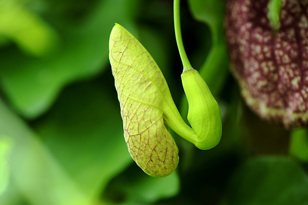 포토 JPG 주간 식물 자연 근접촬영 사람없음 야외 아웃포커스 벌레잡이식물 식충식물 국내포토 자연요소 뷰포인트 촬영기법 생태계 파일형식