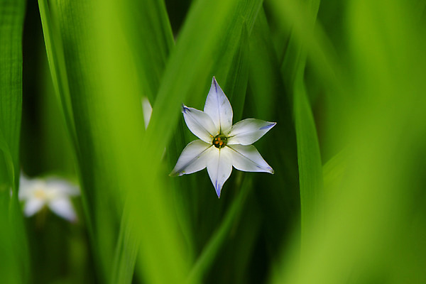 포토 JPG 주간 꽃 한송이 근접촬영 사람없음 야외 아웃포커스 풀잎 국내포토 자연요소 식물 1 뷰포인트 잎 촬영기법 풀_식물 송이 파일형식