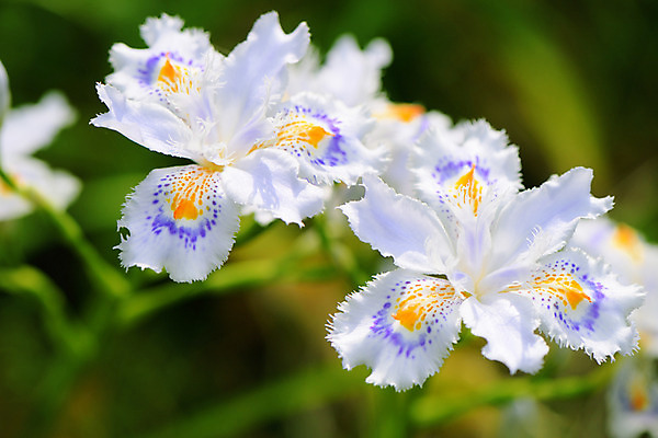 포토 JPG 주간 꽃 근접촬영 사람없음 야외 아웃포커스 난초꽃 국내포토 자연요소 식물 뷰포인트 촬영기법 난초 파일형식