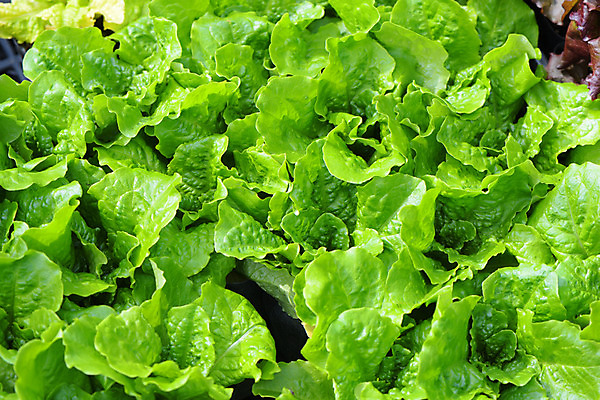 포토 JPG 주간 백그라운드 자연 근접촬영 사람없음 야외 농작물 농사 상추 국내포토 자연요소 뷰포인트 농업 채소 생태계 파일형식