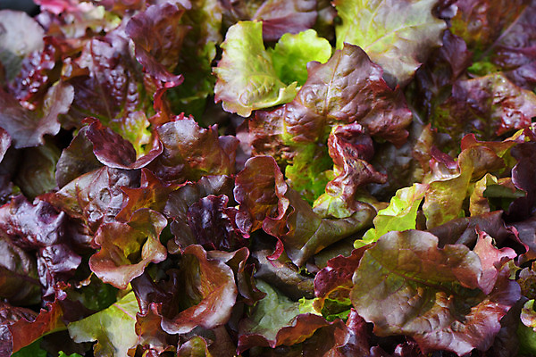 포토 JPG 주간 백그라운드 자연 근접촬영 사람없음 야외 농작물 농사 상추 국내포토 자연요소 뷰포인트 농업 채소 생태계 파일형식