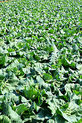 포토 JPG 주간 백그라운드 자연 사람없음 야외 농작물 농사 배추 배추밭 국내포토 자연요소 밭 농업 채소 생태계 파일형식