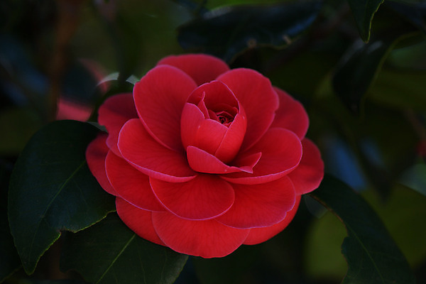 포토 JPG 주간 잎 한송이 근접촬영 사람없음 야외 아웃포커스 빨간색 동백 국내포토 자연요소 식물 1 꽃 뷰포인트 컬러 촬영기법 송이 파일형식
