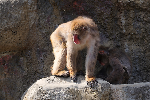 포토 JPG 주간 동물 야생동물 두마리 동물원 사람없음 야외 바위 원숭이 국내포토 자연요소 2 포유류 돌_바위 파일형식