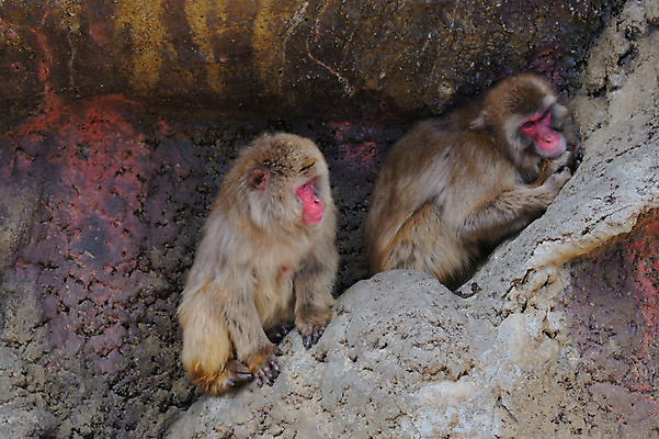 포토 JPG 주간 동물 야생동물 두마리 동물원 사람없음 야외 바위 원숭이 국내포토 자연요소 2 포유류 돌_바위 파일형식