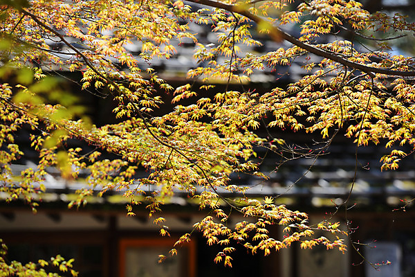 포토 JPG 주간 단풍 단풍나무 풍경 사람없음 야외 아웃포커스 일본 나뭇가지 일본건축 국내포토 자연요소 나무 아시아 잎 촬영기법 동양건축 파일형식
