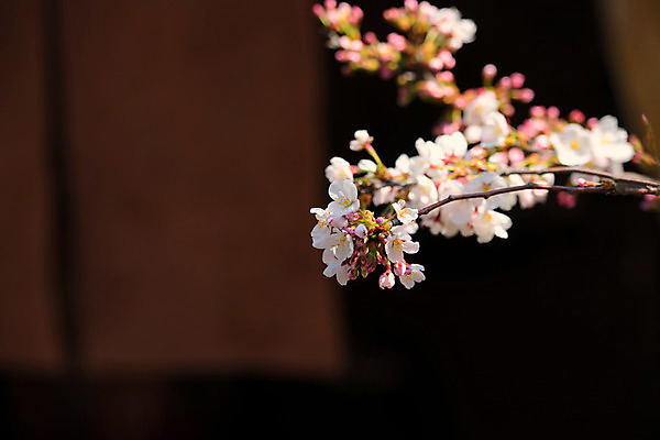 포토 JPG 주간 풍경 사람없음 야외 아웃포커스 봄 벚꽃 나뭇가지 국내포토 자연요소 나무 계절 꽃 촬영기법 파일형식