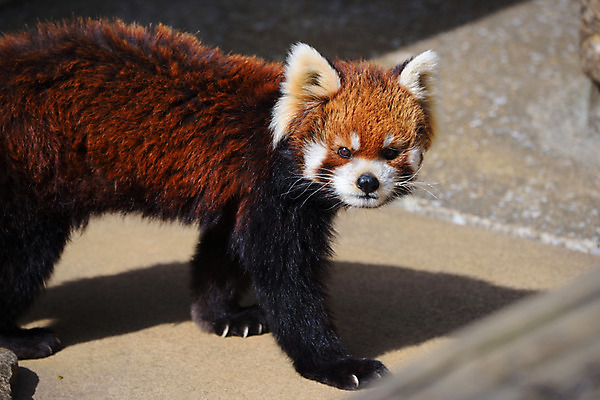 포토 JPG 주간 동물 한마리 야생동물 동물원 사람없음 야외 레서판다 국내포토 자연요소 1 포유류 파일형식