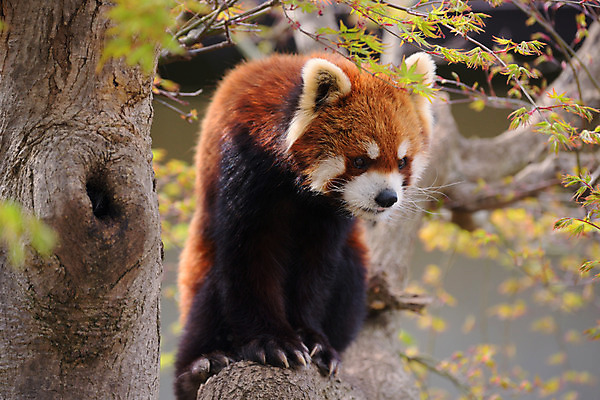 포토 JPG 주간 나무 동물 한마리 야생동물 동물원 사람없음 야외 아웃포커스 레서판다 국내포토 자연요소 식물 1 포유류 촬영기법 파일형식