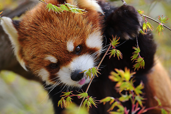 포토 JPG 주간 나무 동물 한마리 야생동물 나뭇잎 동물원 사람없음 야외 아웃포커스 레서판다 국내포토 자연요소 식물 1 잎 포유류 촬영기법 파일형식